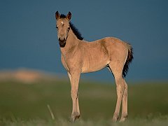 Watchful Foal